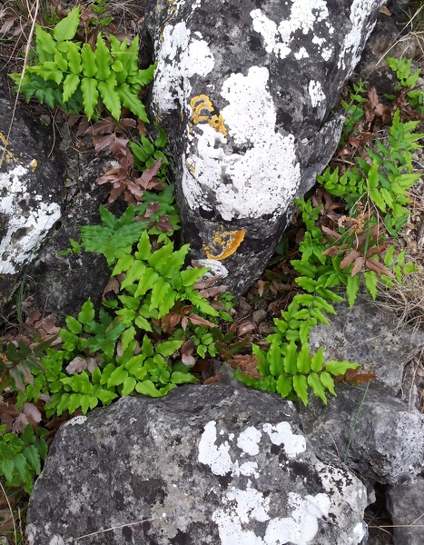 Green ferns and white lichen